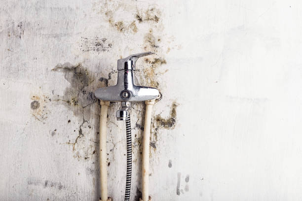 Best Mold Removal Company Near Me  in Laurium, MI