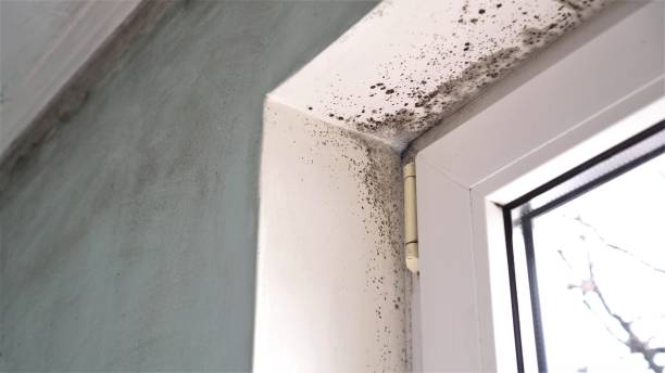 Best Office Mold Removal Services  in Laurium, MI