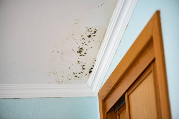 Best Best Mold Removal Companies  in Laurium, MI