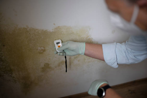 Best Professional Mold Removal  in Laurium, MI