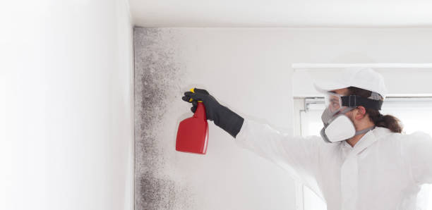 Best Certified Mold Removal  in Laurium, MI