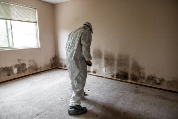 Best Toxic Mold Removal  in Laurium, MI