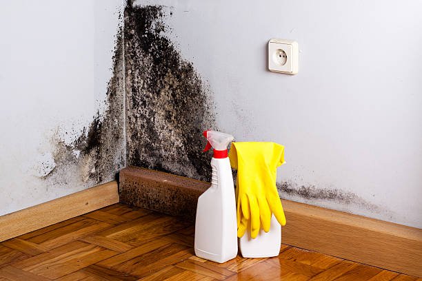 Best Fast Mold Removal  in Laurium, MI