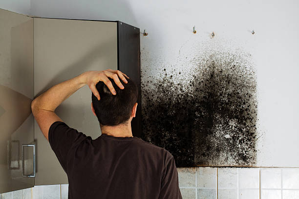 Best Home Mold Removal  in Laurium, MI
