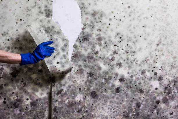 Best Black Mold Removal  in Laurium, MI